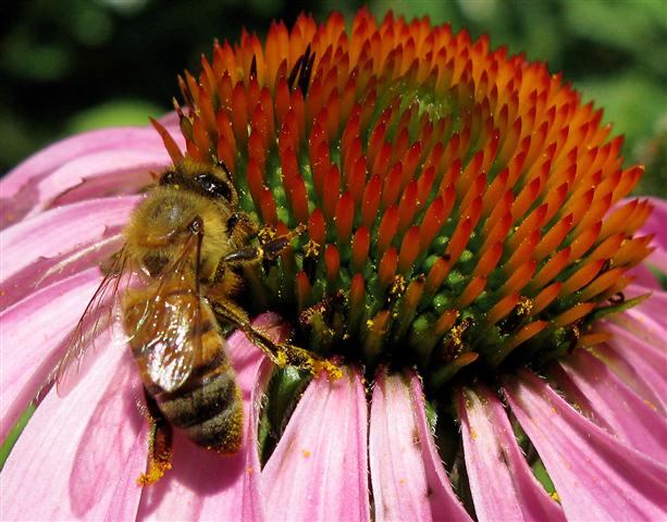 The Buzz About Missing Bees