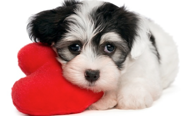 How to Survive this Valentine’s Day