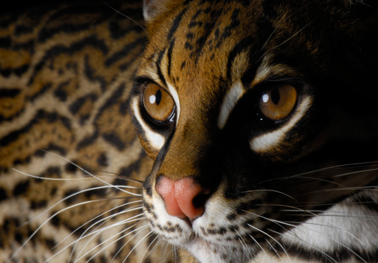 Earth Day: Rainforests