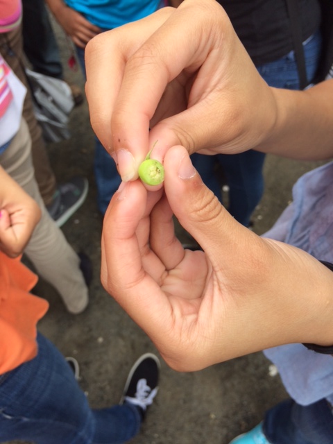 We found Rose Hip at the New York Botanical Gardens!