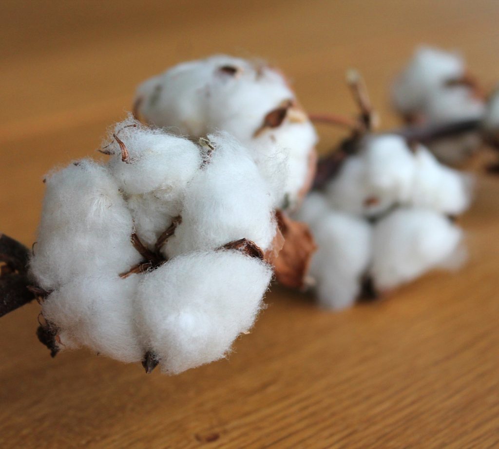 Cotton Branch